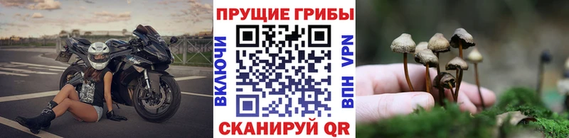 Купить  Тогучин  Псилоцибиновые грибы мухоморы 